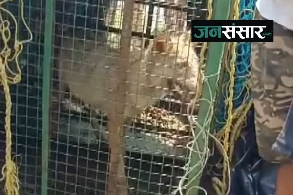 UP: Forest department caught the wolf that killed 8 people in Bahraich